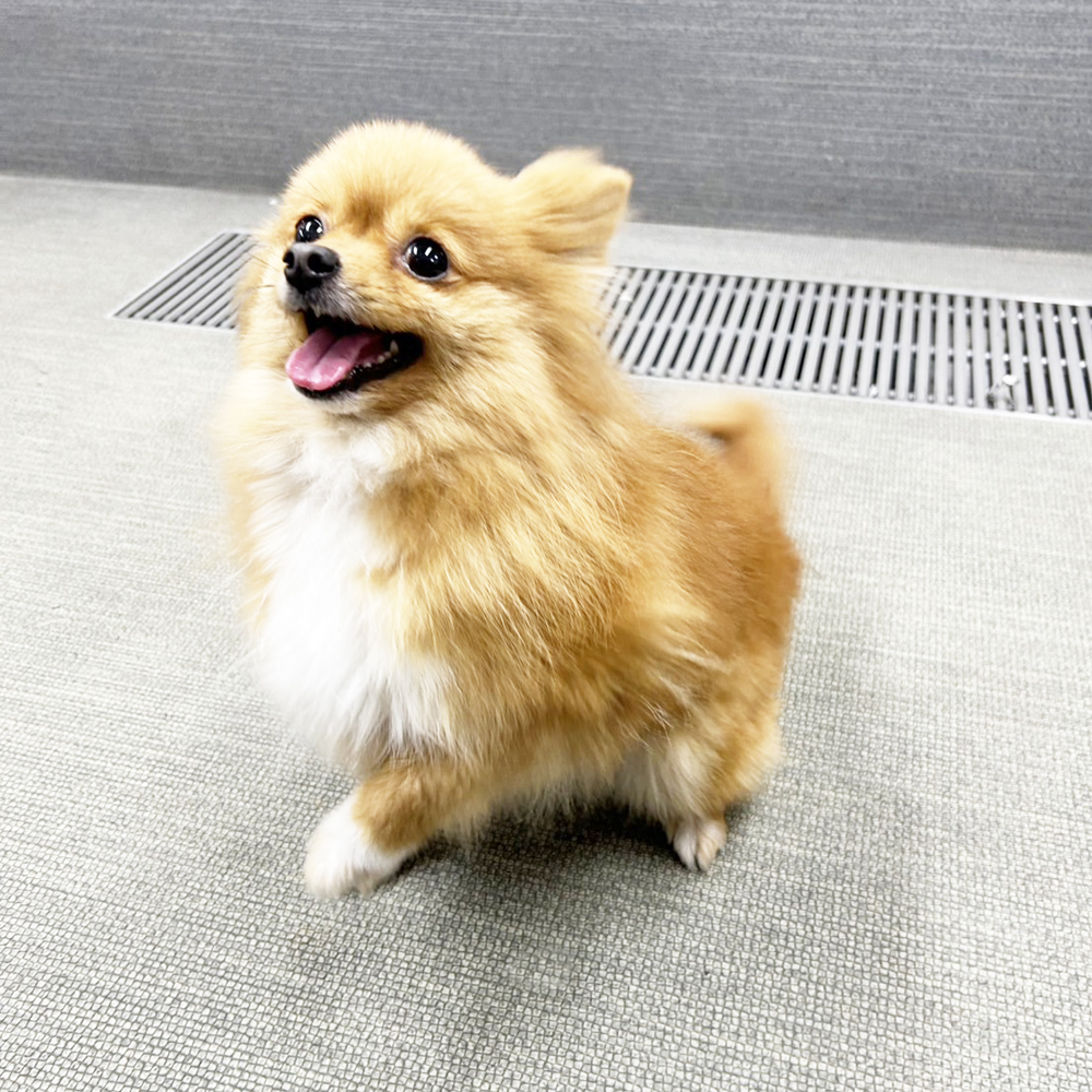 生徒が撮影したモデル犬♪①